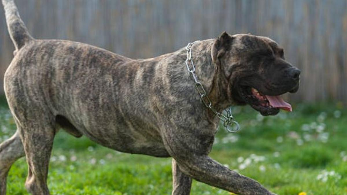 cainele-care-a-ucis--ieri--un-copilas-de-trei-ani--a-fost-eutanasiat--animalul-a-fost-luat-de-hingheri-dupa-tragedie