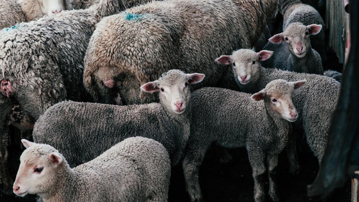 trei-romaprc-ccprc-82ni--retprc-ccprc-a7inutprc-ccprc-a7i-pentru-furtul-mai-multor-capre-de-la-o-staprc-ccprc-82naprc-ccprc-86