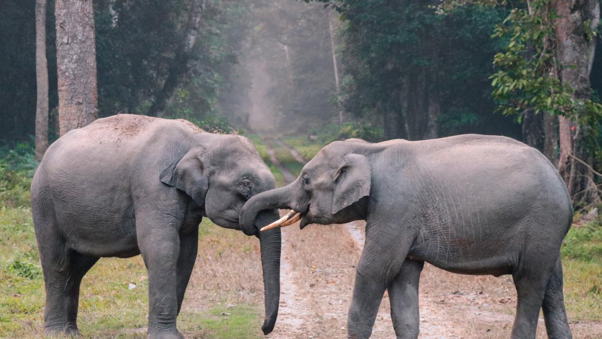 o-turmaprc-ccprc-86-de-elefantprc-ccprc-a7i-saprc-ccprc-86lbatici-a-doboraprc-ccprc-82t-un-zid-de-beton-sprc-ccprc-a7i-a-paprc-ccprc-86truns-iprc-ccprc-82ntr-un-parc-zoologic