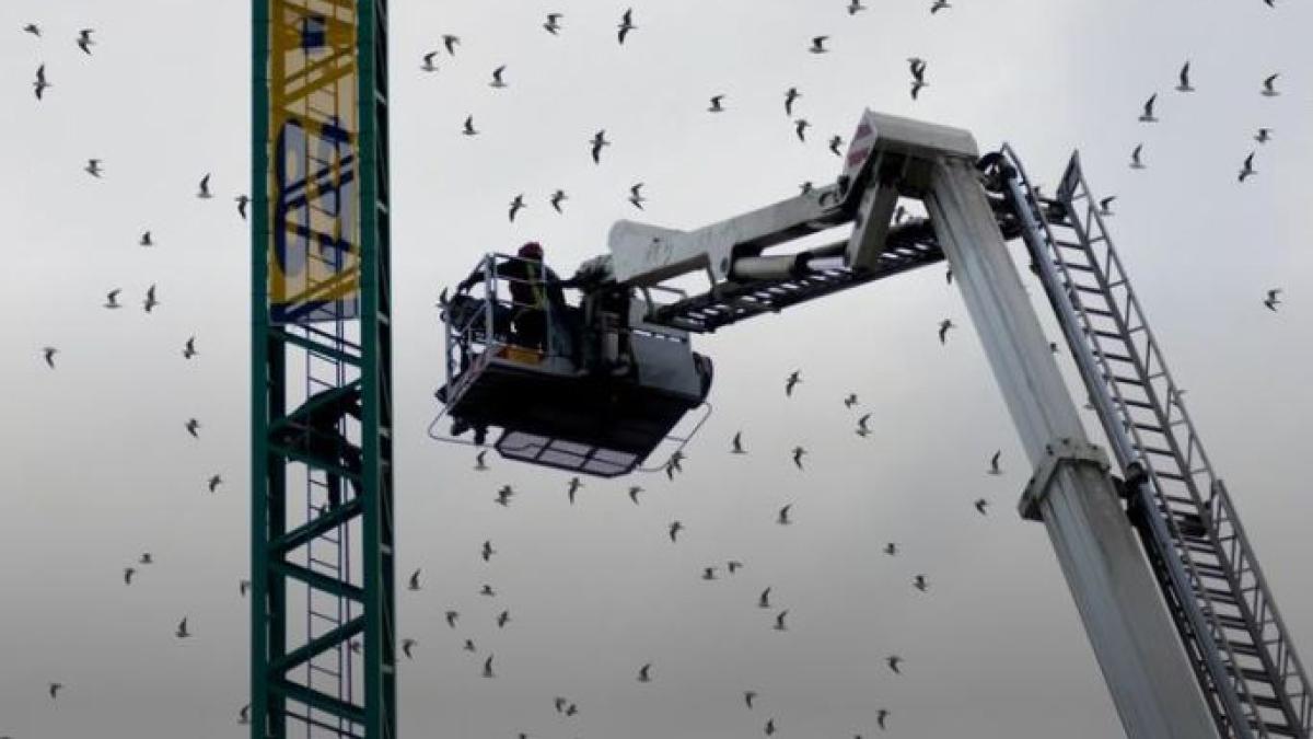 spania--un-roman-a-amenintat-ca-va-sari-de-pe-o-macara-din-murcia--desfasurare-impresionanta-de-forte-pentru-salvarea-barbatului