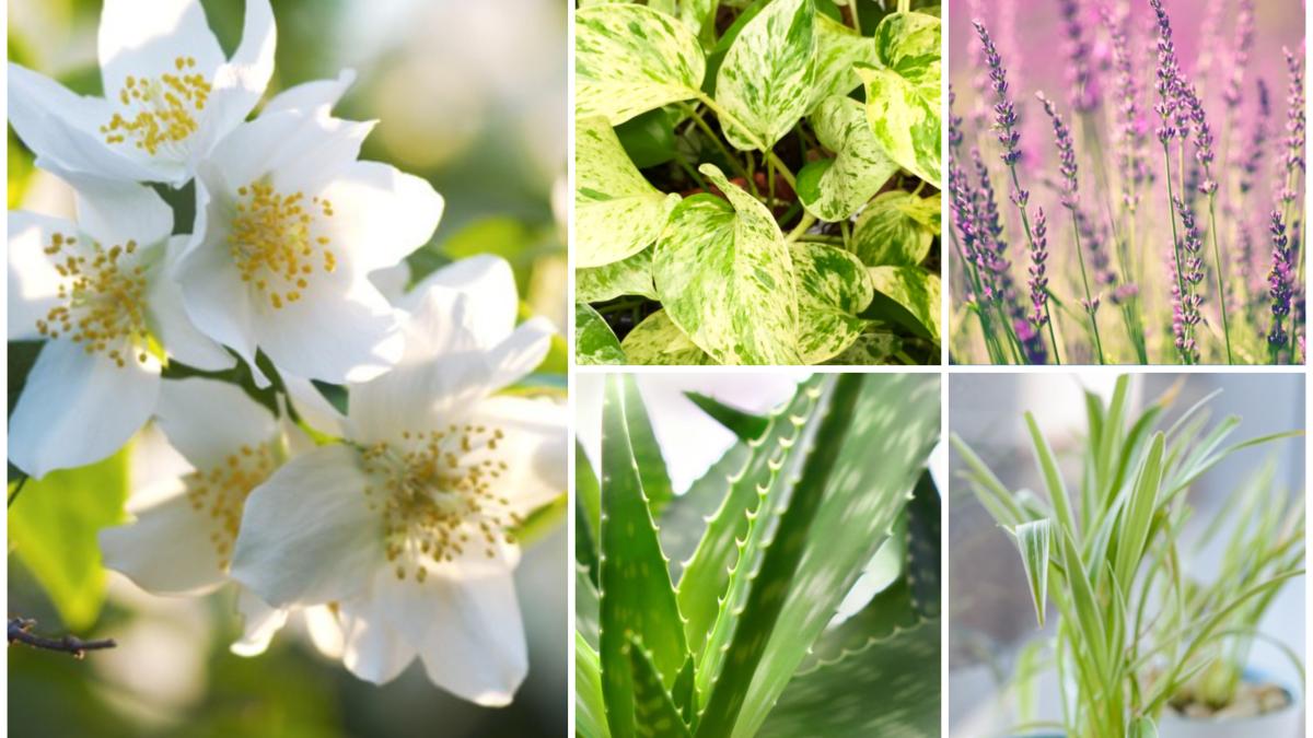 ce-plante-trebuie-sa-ai-in-dormitor-ca-sa-dormi-mai-bine