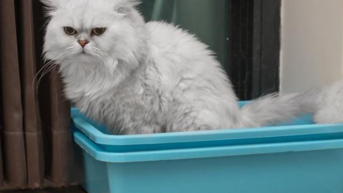 mirosurile-neplacute-din-casa-dispar-intr-o-secunda-datorita-unui-deodorant-natural