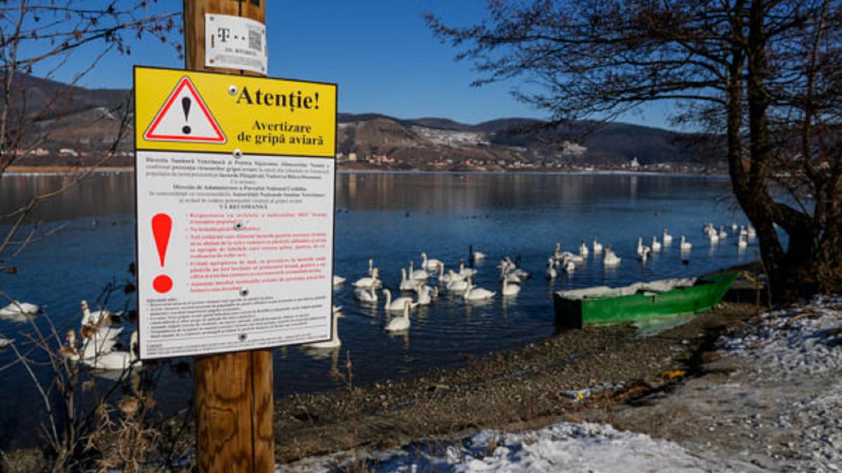 gripa-aviara-a-reaparut-in-romania--boala-a-fost-confirmata