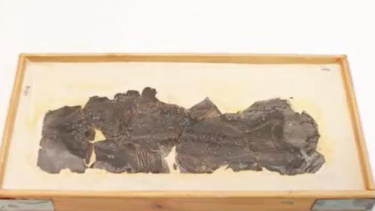 descoperire-unica-in-europa--cercetatorii-romani-se-pot-lauda-cu-o-premiera-internationala