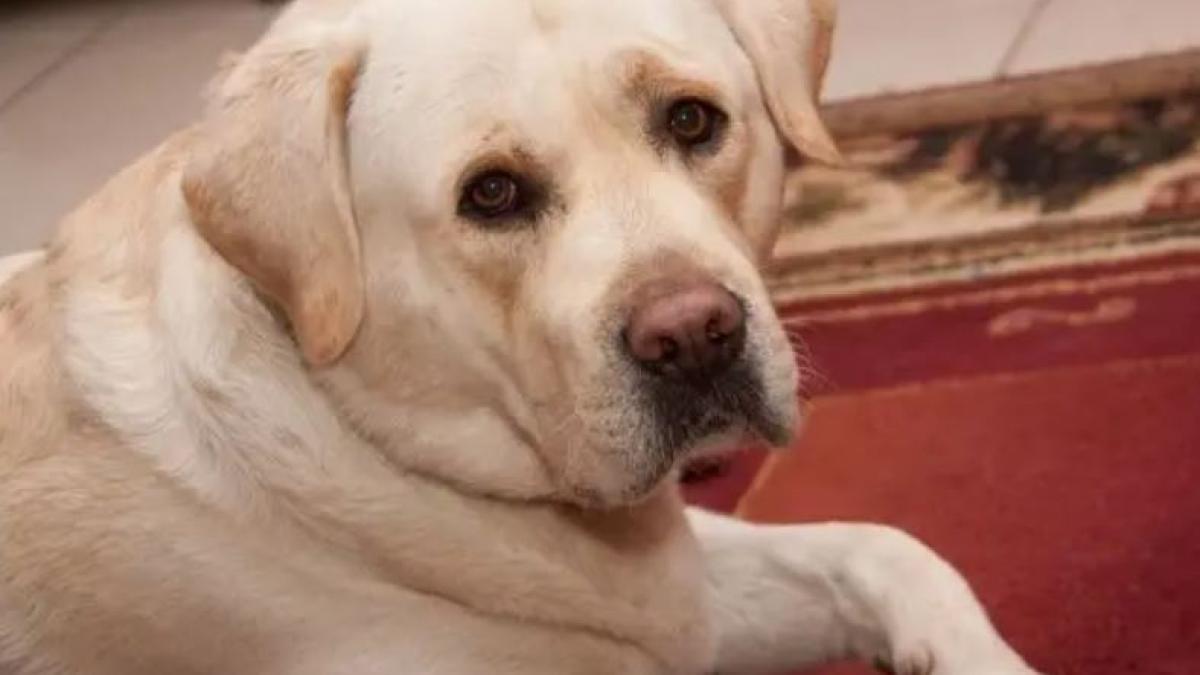 cum-sa-curatati--rapid--covorul-de-parul-animalelor-de-companie--in-doar-trei-minute-si-cu-un-truc-simplu--casa-va-straluci