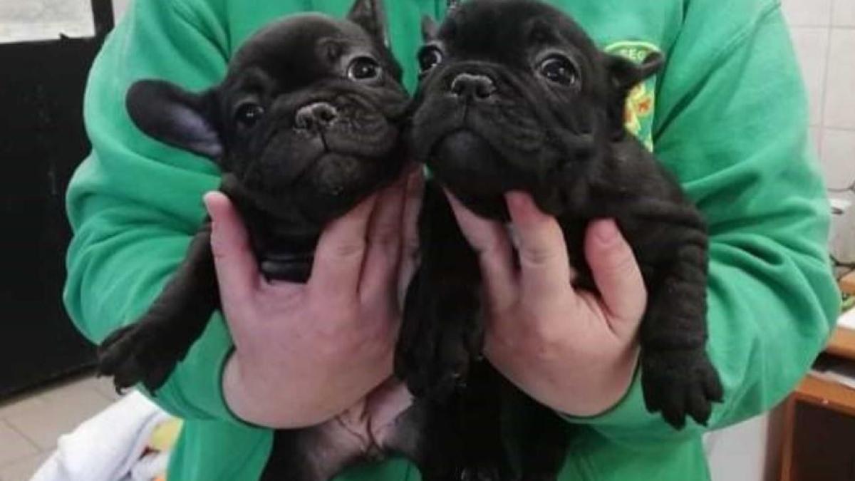 ungaria--contrabandist-roman--prins-cu-masina-plina-de-catelusi--toti-patrupezii-au-fost-confiscati