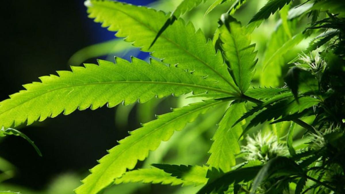 fermier-roman--dat-in-urmarire-generala-dupa-ce-a-plantat-cannabis-in-gradina-cu-fonduri-europene