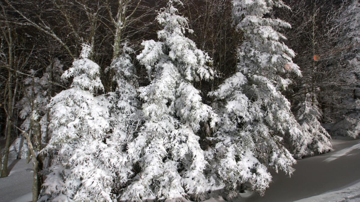 stockvault-winter-trees-covered-in-snow138247