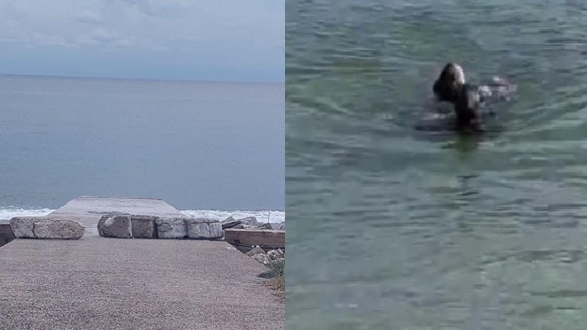 roman-inec-italia--salvat-mare