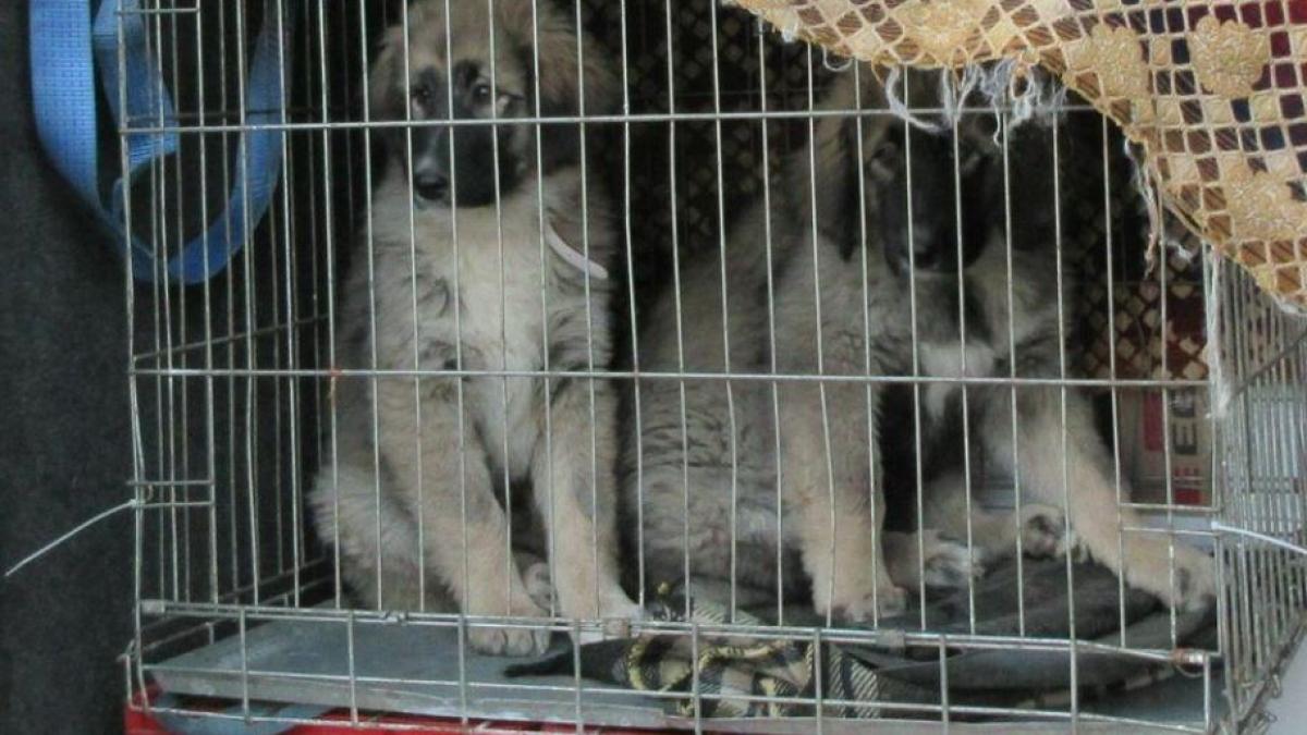 germania--contrabandist-roman--prins-cu-doi-catei-si-patru-pisoi-in-masina--amenda-uriasa-pentru-barbat