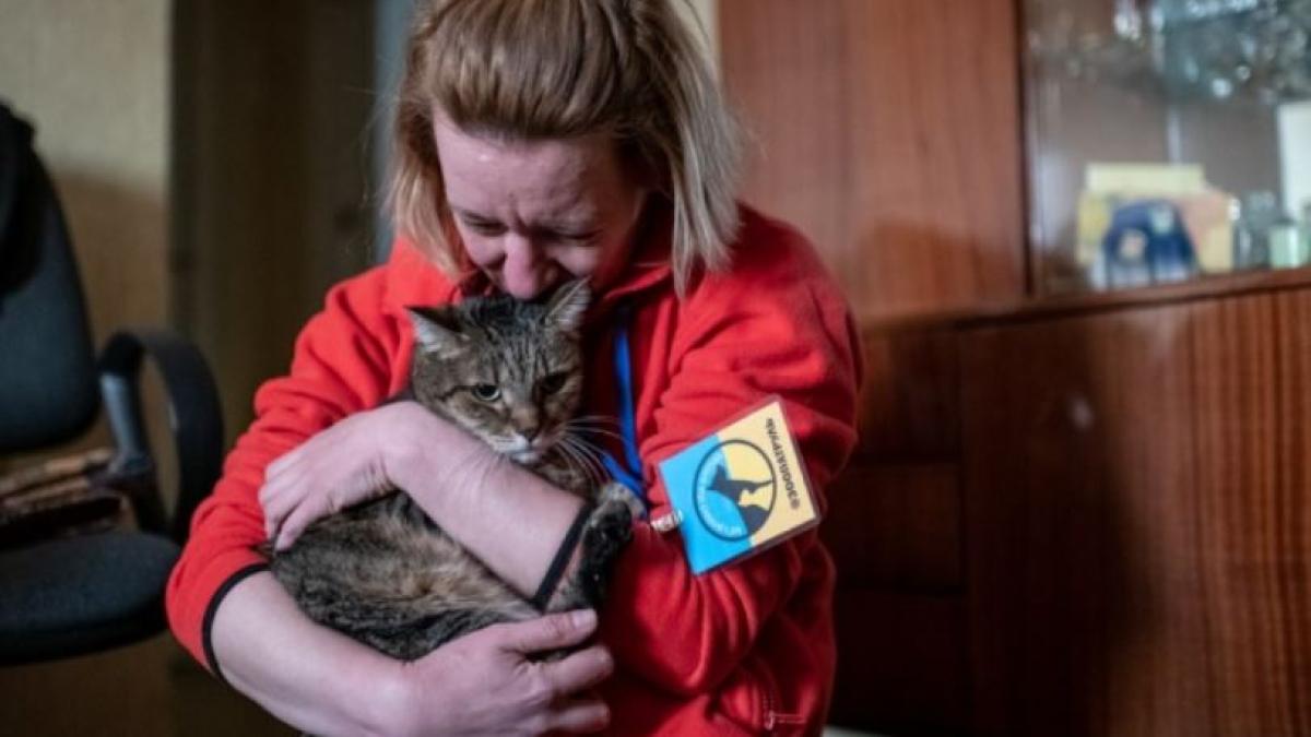 animalele-de-companie--abandonate-in-kiev--salvate-de-voluntari-de-la-moarte--primim-cate-800-de-solicitari-pe-zi