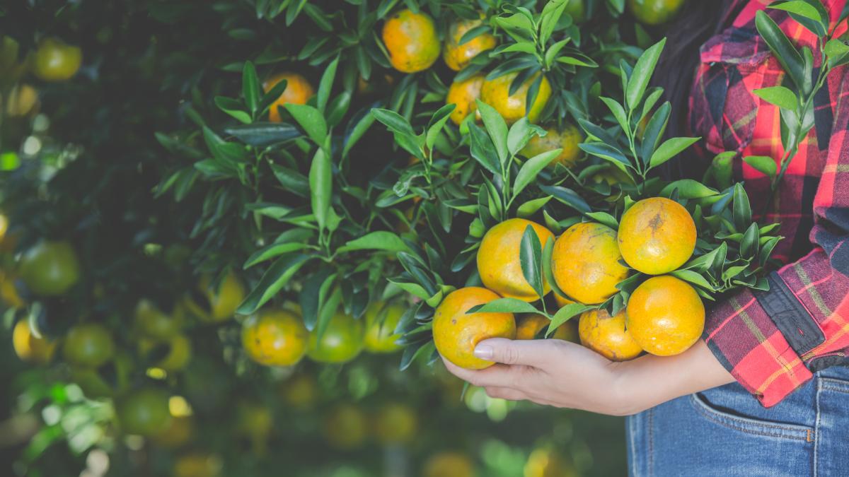 spania--muncitorii-romani-deplang-conditiile-dure-in-care-trebuie-sa-culeaga-citrice-nu-exista-program--suntem-la-dispozitia-companiei