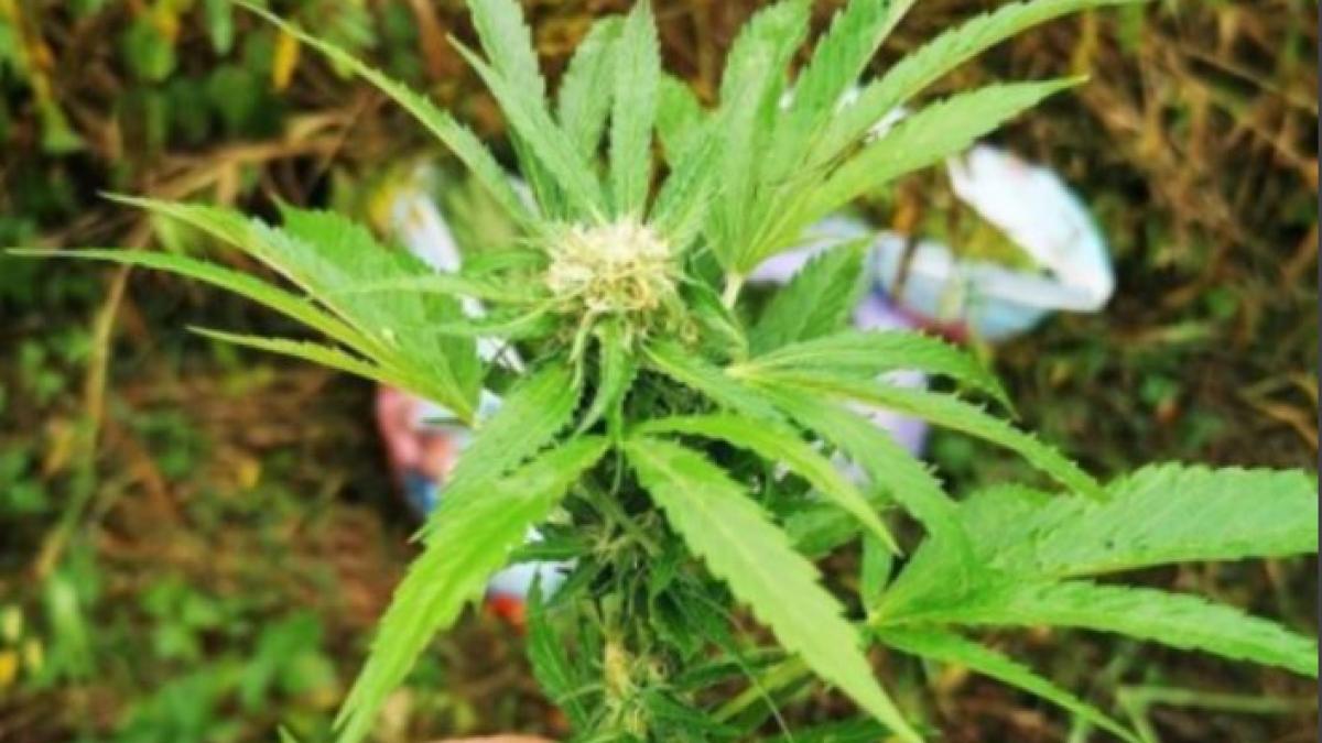 plantatie-de-canabis--descoperita-intr-o-casa-inchiriata-din-braila--chiriasii-ajutati-de-proprietar-sa-cultive-plantele