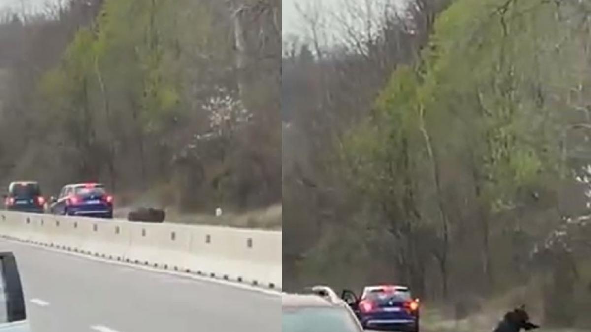 un-urs-a-fost-lovit-de-doua-masini--dupa-ce-a-patruns-pe-dn1