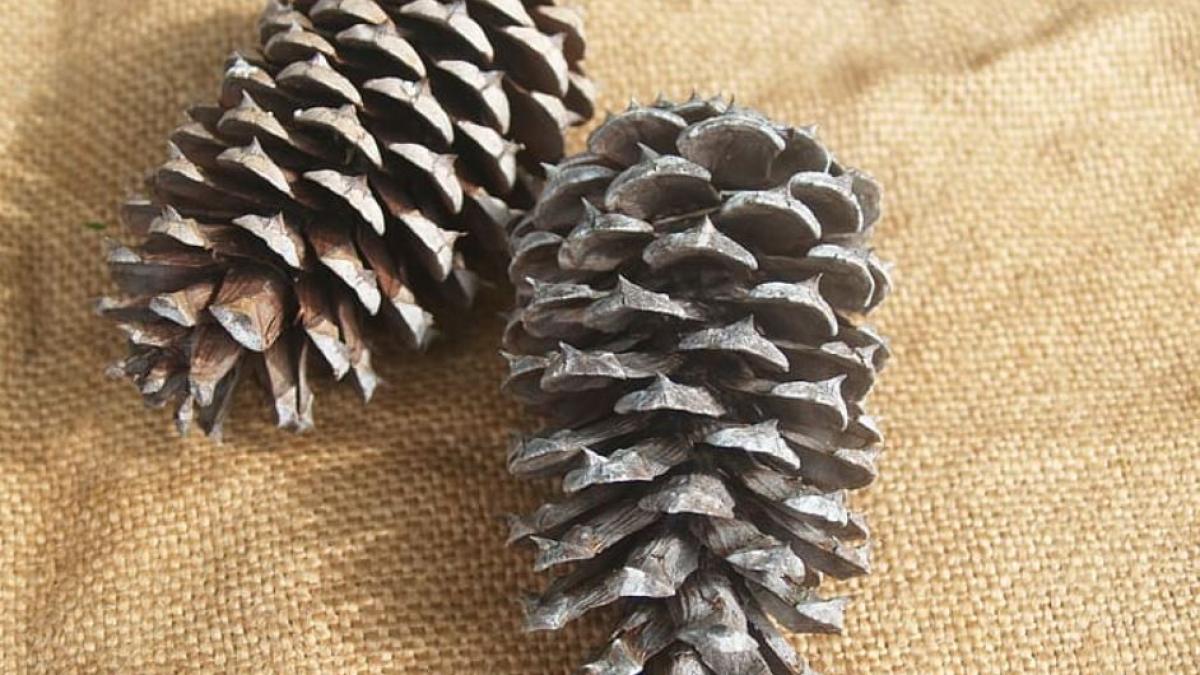 parfumati-va-casa-cu-un-simplu-con-de-pin--noi-va-dezvaluim-secretul-cum-sa-o-faceti