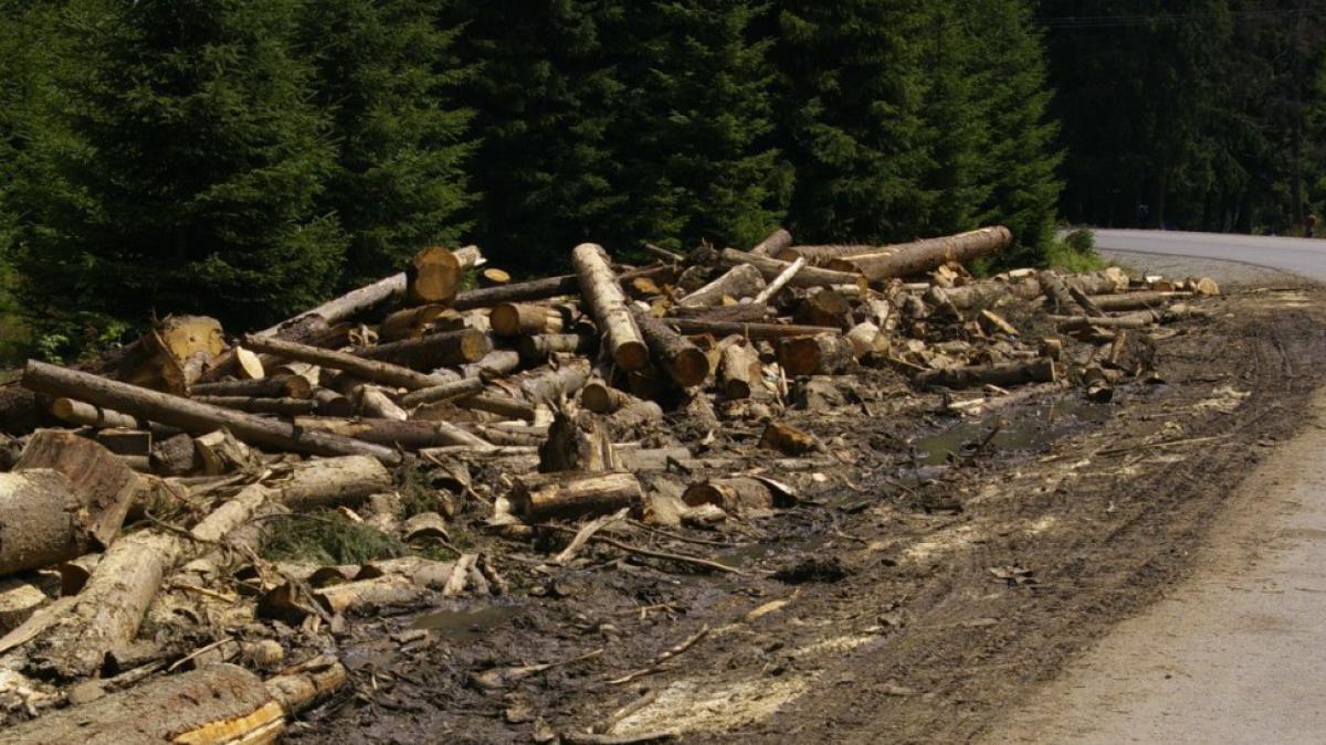 dna-ul-padurilor-defrisari-romania