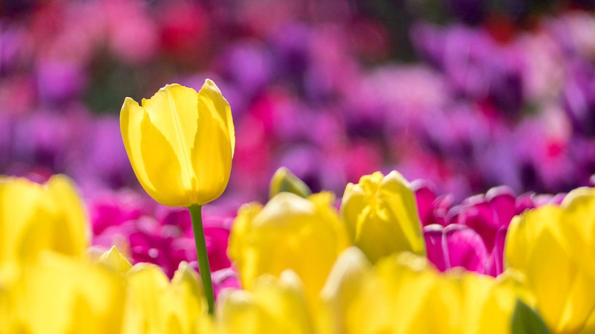 ce-nu-ai-voie-sa-faci-in-prima-zi-de-paste--aduce-ghinion-tot-anul---paste-2022