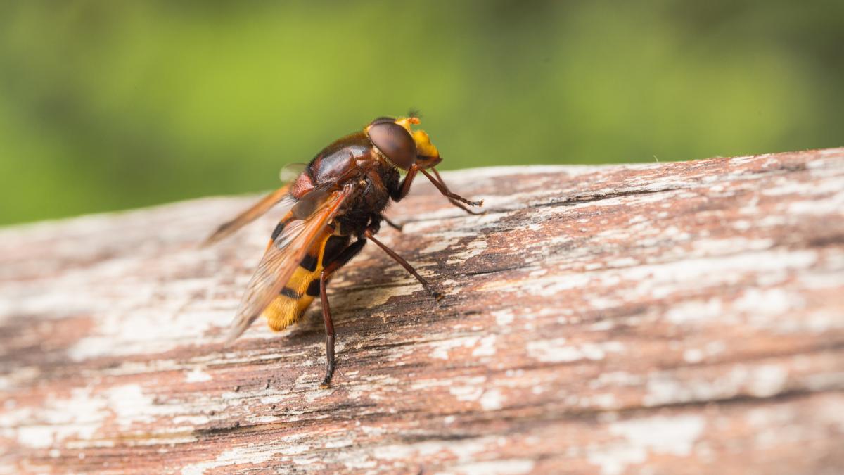 viespile-asiatice-ucigase-invadeaza-marea-britanie--primul-val-din-2022-vine-din-franta