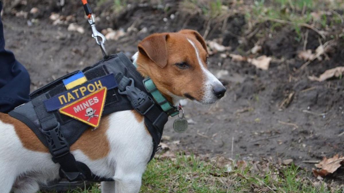 cainele-glont-pirotehnisti-ucraina