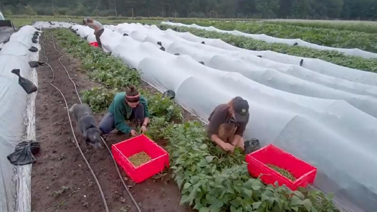 italia--sute-de-romance--exploatate--hartuite-si-abuzate-pe-campuri-si-in-sere-am-nevoie-mare-de-bani
