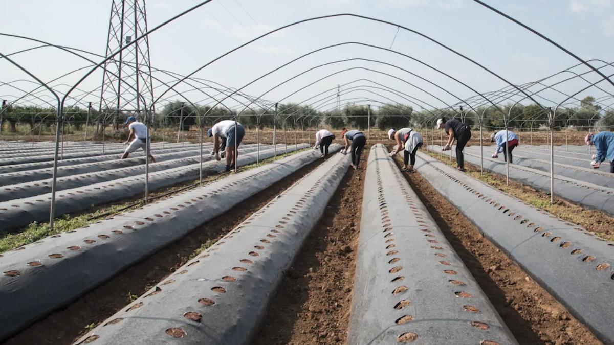 camp-capsuni-muncitori-romani-cules-plantatie