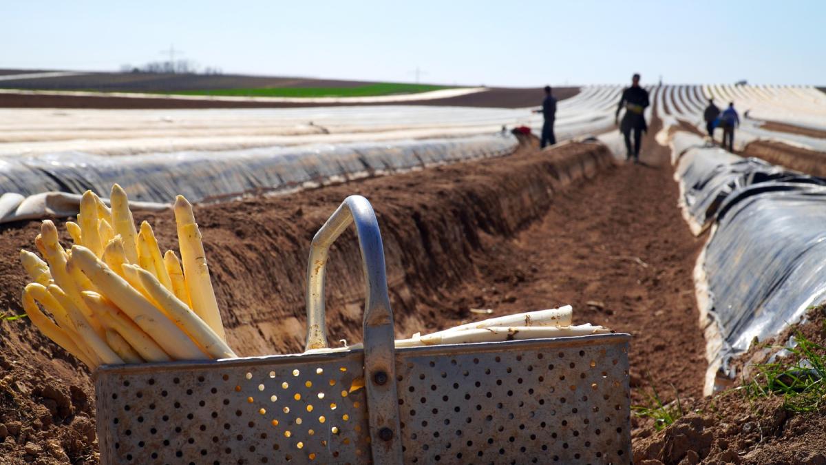 olanda--controale-drastice-unde-sunt-angajati-muncitorii-romani-sezonieri-practica-munca-grea-si-periculoasa--mai-des-decat-olandezii