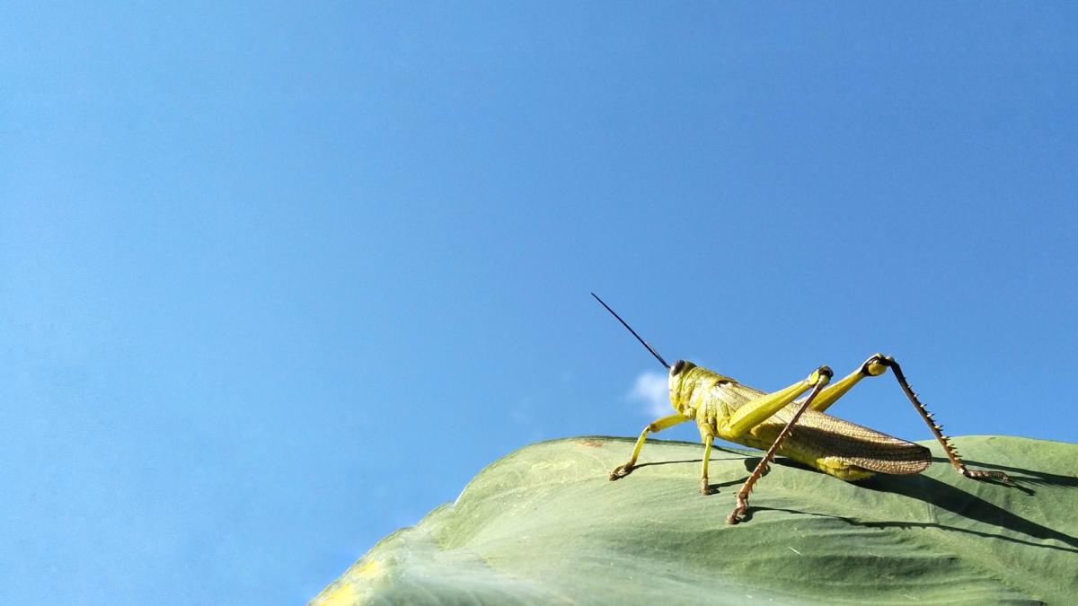 lacuste-lacusta-insecte-invazie