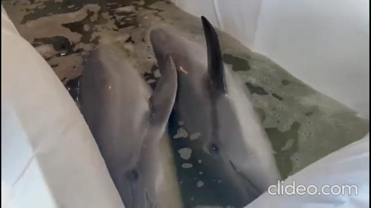 delfini-constanta-harkov