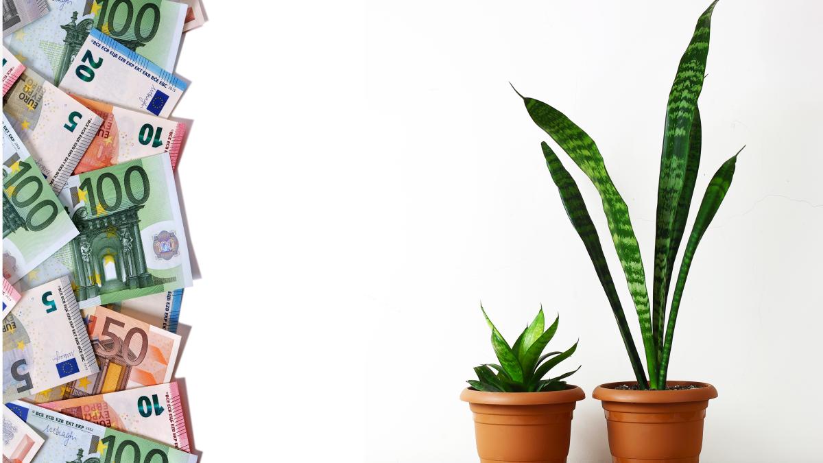 pune-bani-in-pamantul-din-ghiveciul-cu-flori--trucuri-geniale-de-la-expertii-financiari