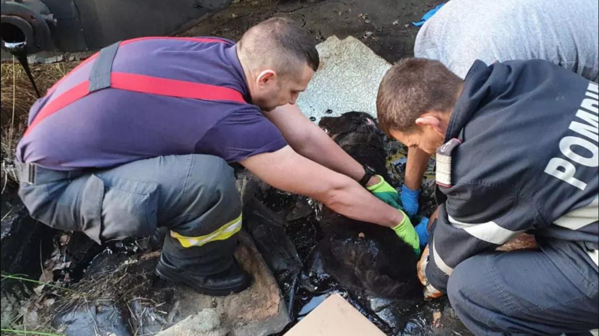 catelusa-blocata-in-smoala