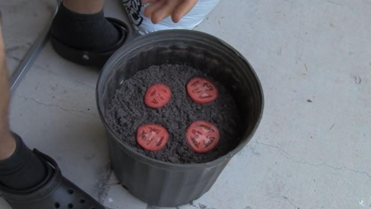 pune-4-felii-de-rosii-intr-un-ghiveci-cu-pamant--peste-zece-zile-vei-ave-parte-de-o-surprizaprc-c2prc-a0