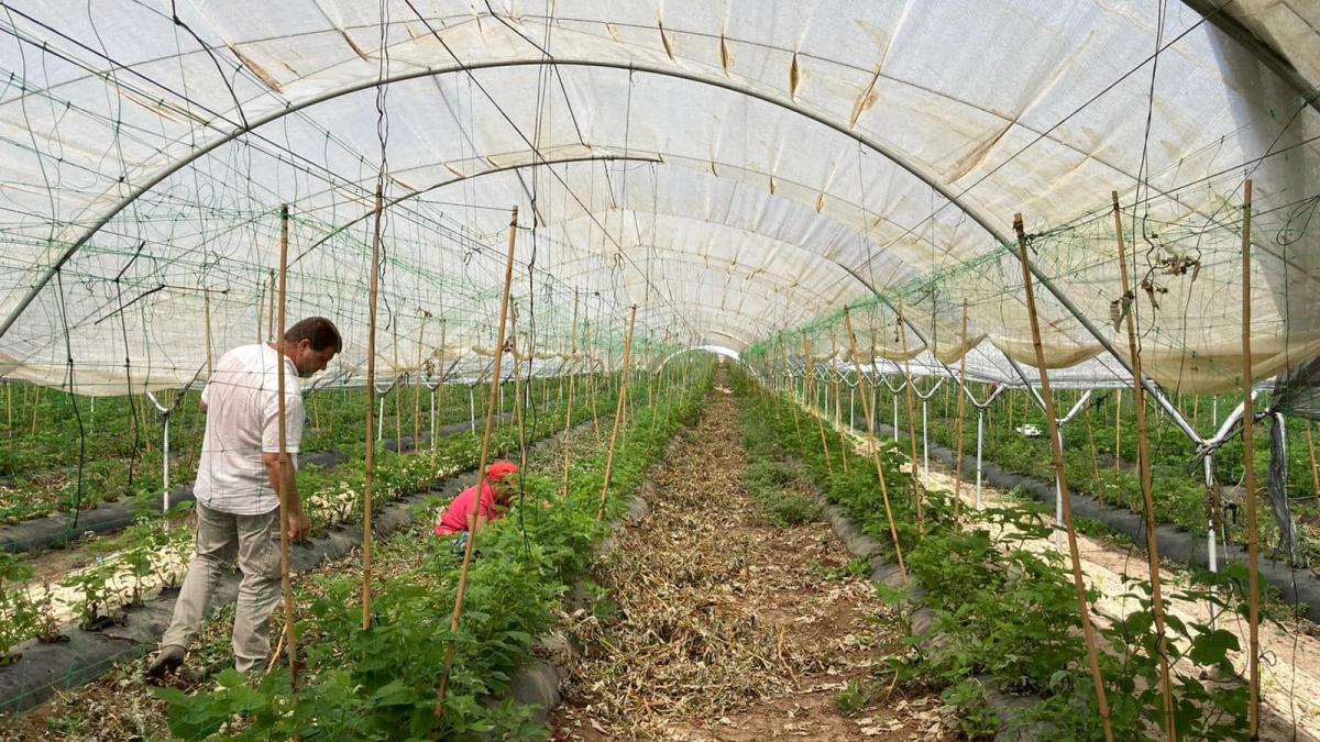 romani_munca_ferma_spania_plantatie_agricultura