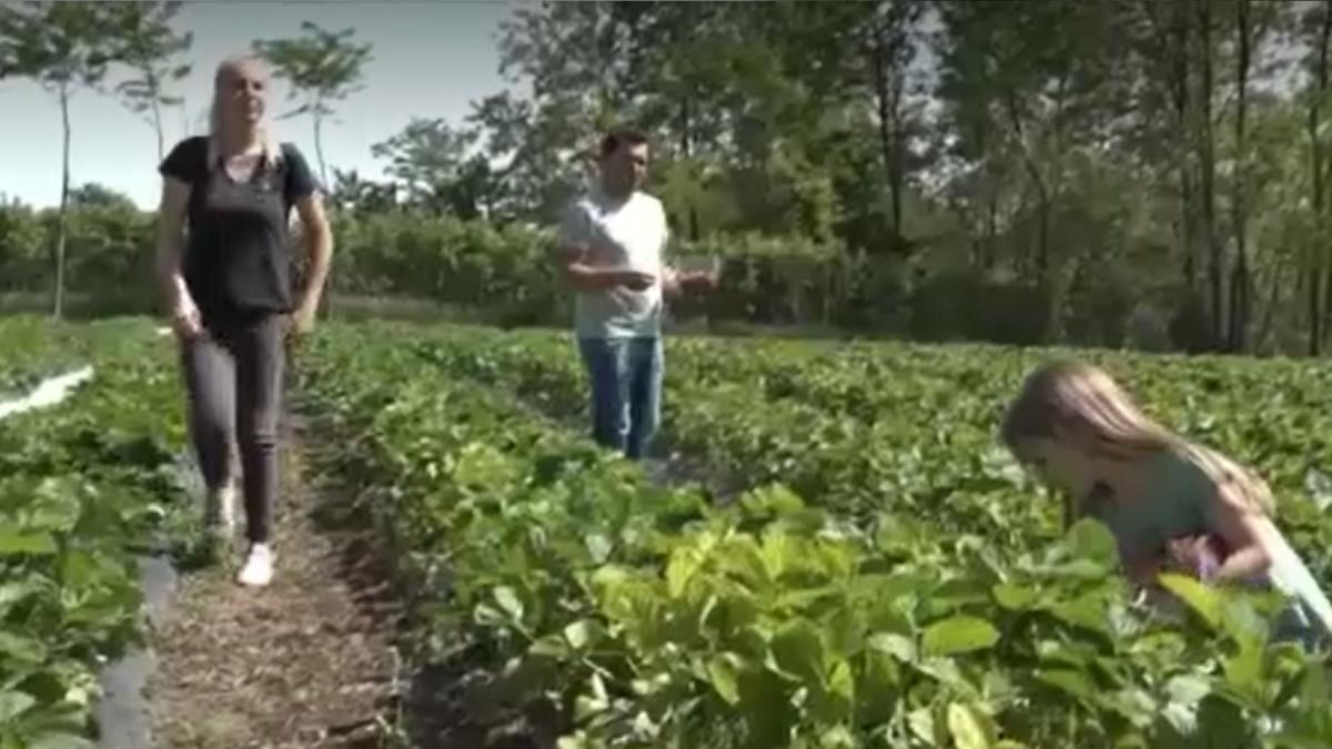 vin-forte-noi-din-strainatate--tot-mai-multi-romani-din-diaspora-se-intorc-in-tara-lucreaza-afara-si-cu-banii-de-acolo-deschid-afaceri-la-noi