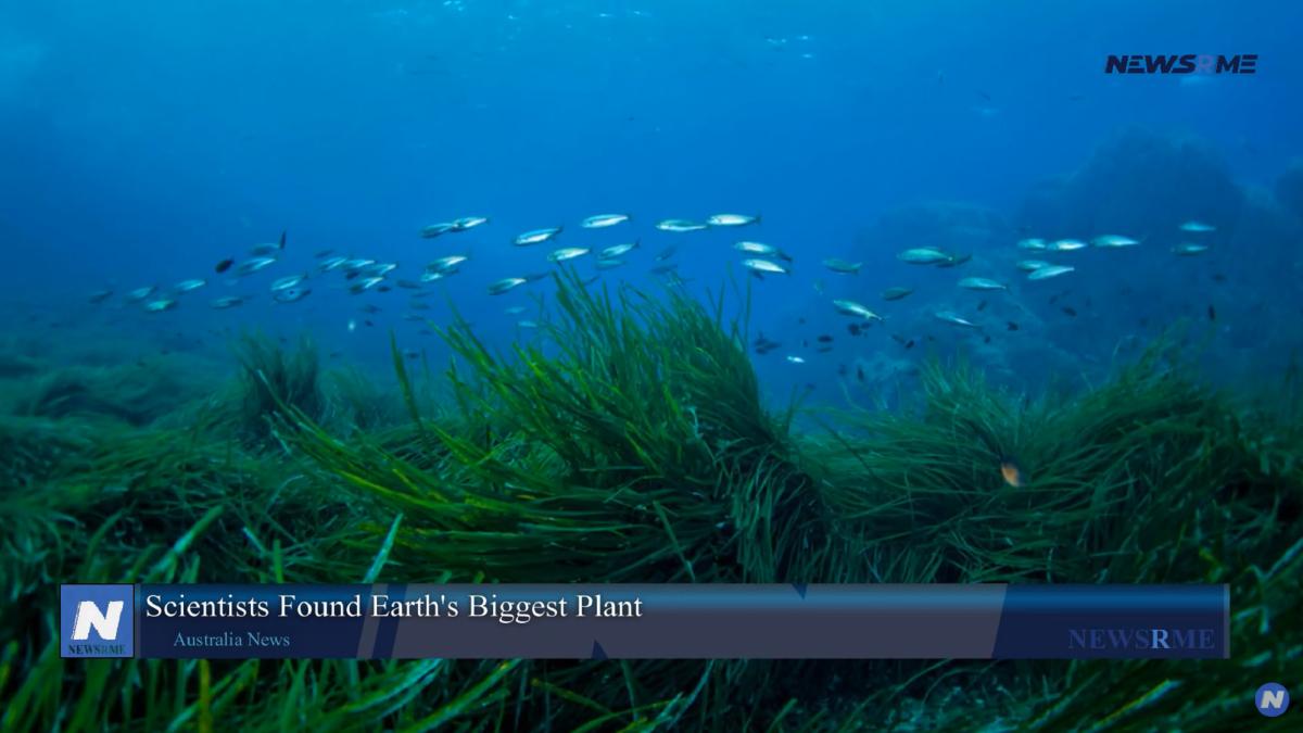 cea-mai-mare-planta-din-lume