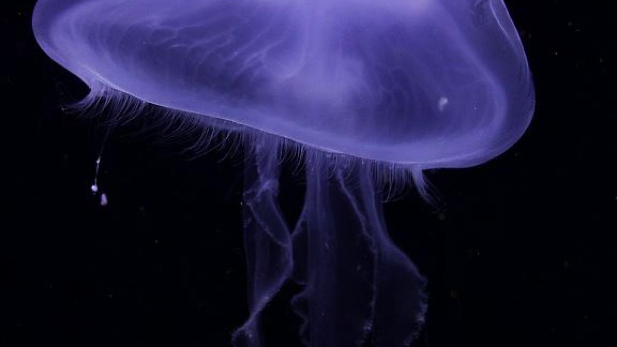 mergeti-in-vacanta-in-grecia--aveti-grija-la-meduzele-mov--avertizeaza-specialistii-in-biodiversitate