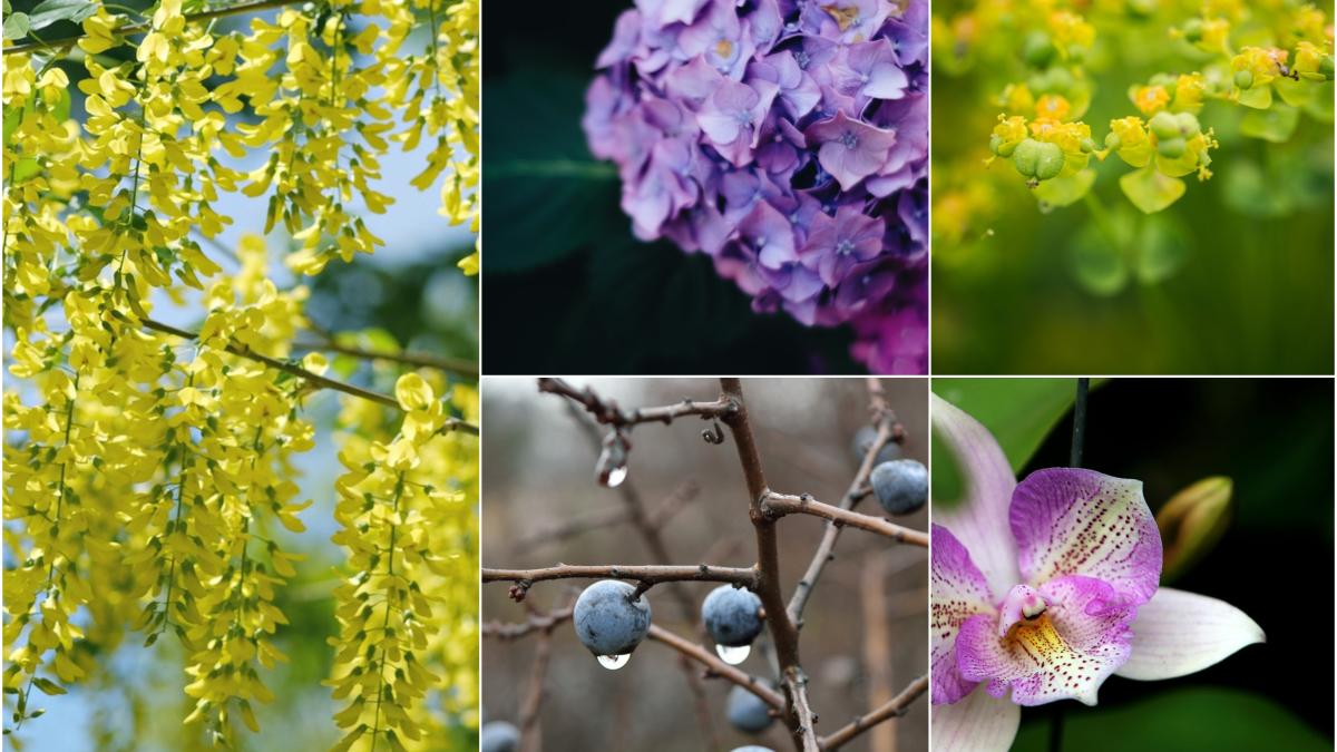 plantele-care-devin-vampiri-energetici--atentie-cum-alegeti-si-ce-tineti-in-casa