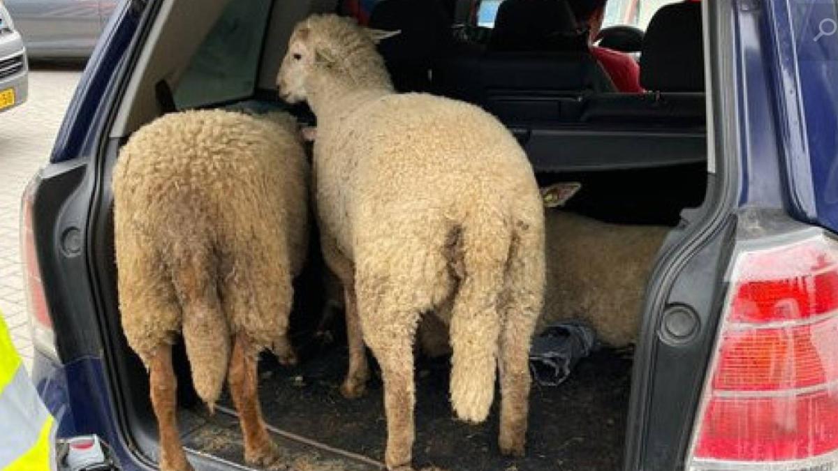 romani-oi-furate-olanda