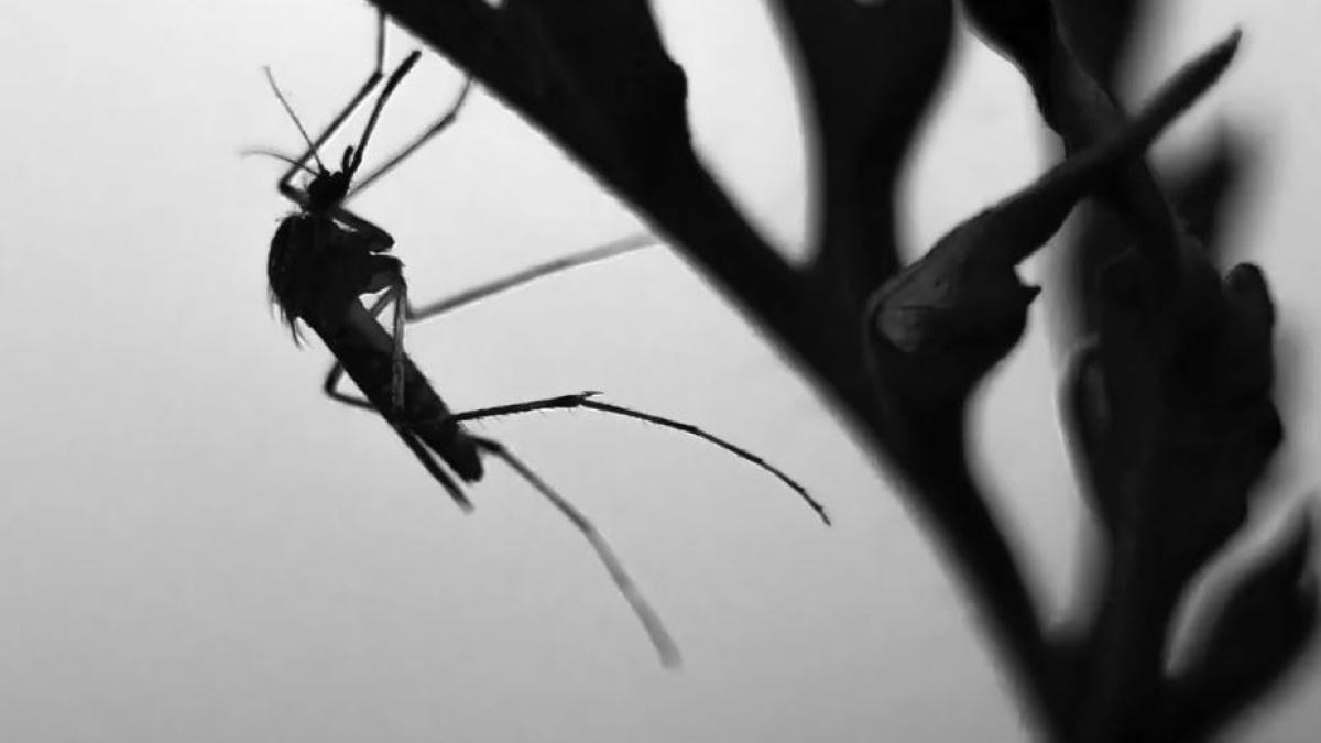 pune-aceasta-planta-pe-pervaz-si-tantarii-iti-vor-ocoli-casa--si-alte-produse-din-camara-iti-vin-in-ajutor