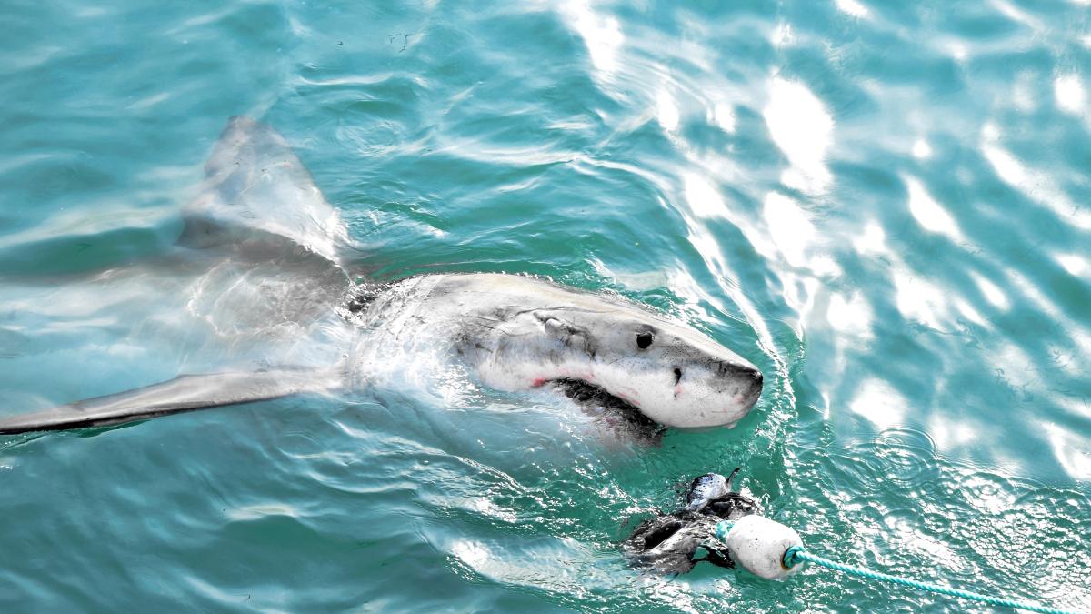 mae-confirma-decesul-romancei-ucisa-de-rechin-in-egipt