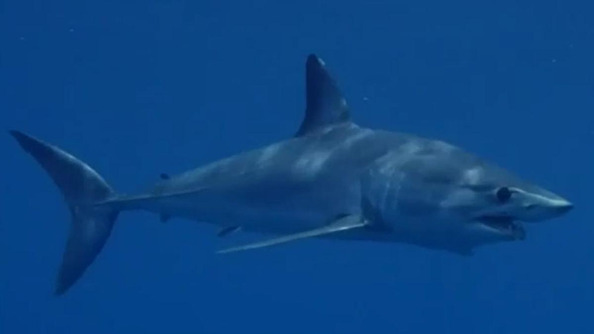 cel-mai-rapid-rechin-din-lume--surprins-aproape-de-o-plaja-aflata-langa-barcelona--mai-multe-plaje-au-fost-inchise