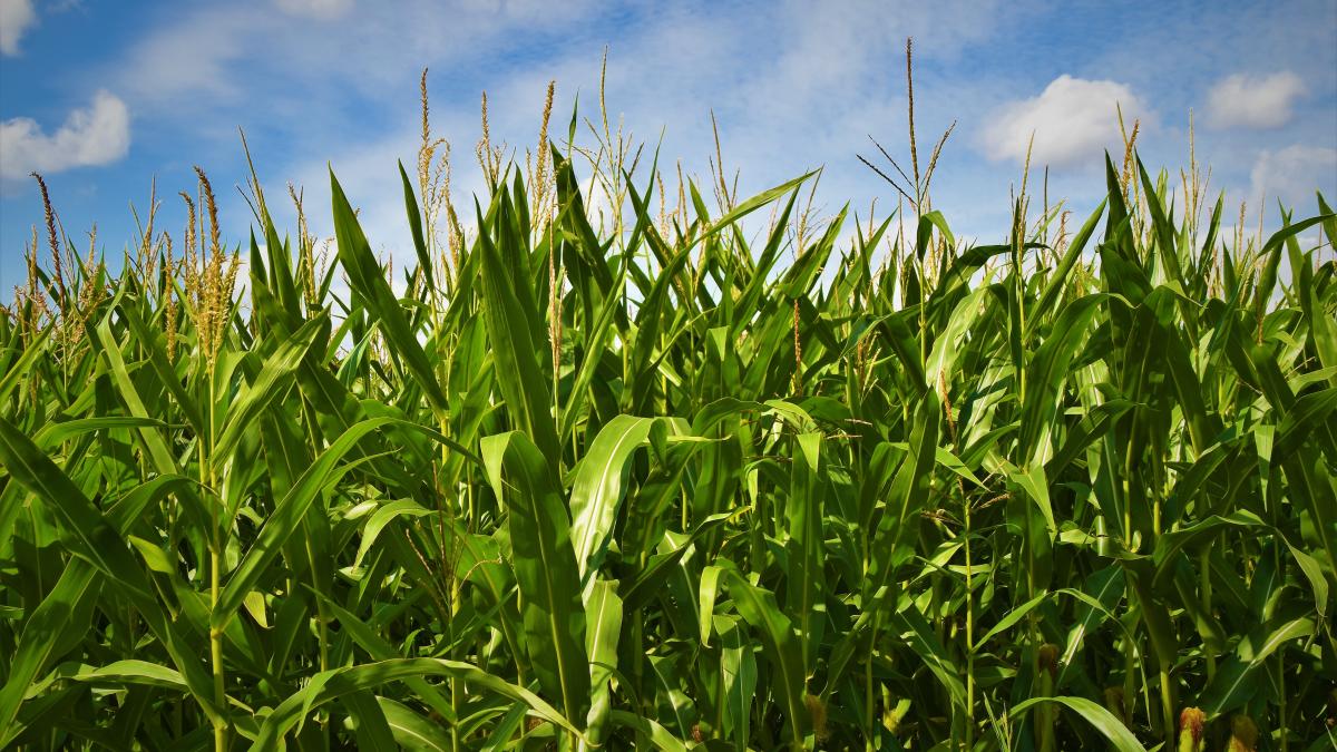 waldemar-brandt-ncqxxssg3oo-unsplash