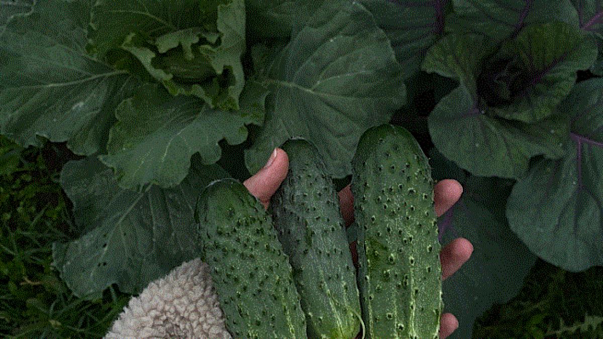 dulceata-savuroasa-de-castraveti---un-preparat-pe-care-ar-trebui-sa-il-incercati-neaparat