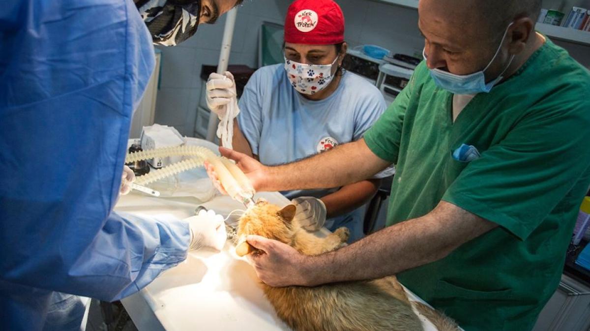 animale_salvate_veterinari_romani_beirut_2