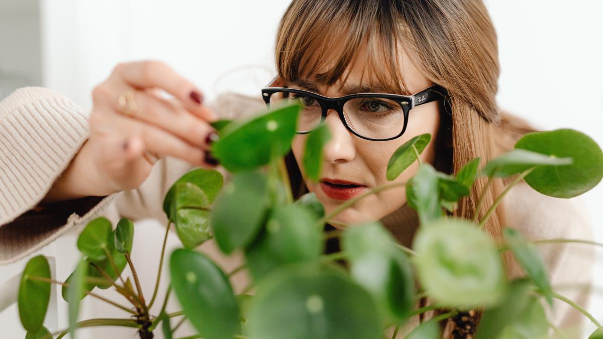 plante-ofilite-cum-sa-le-salvezi-de-la-moarte-in-cativa-pasi-simpli