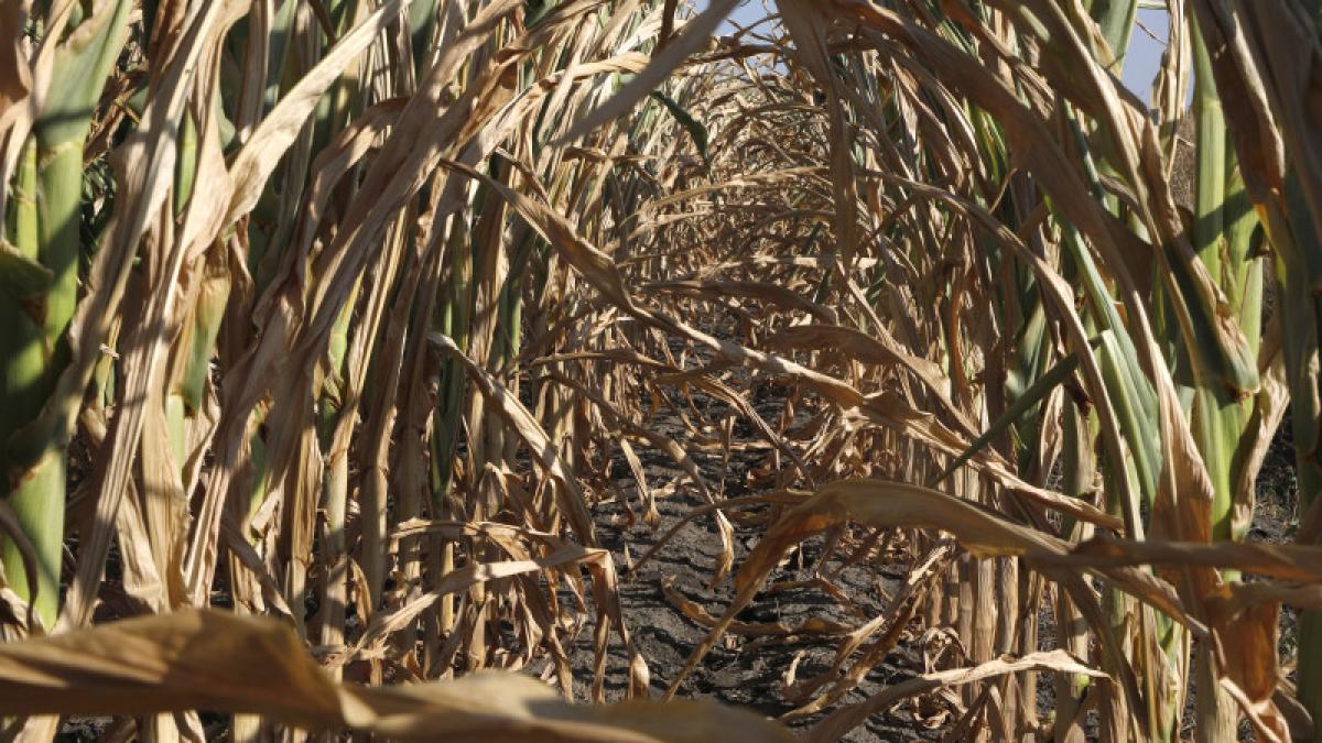 seceta-romania-canicula-agricultura