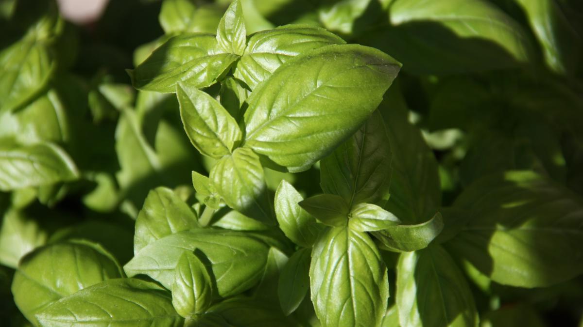 alissa-de-leva-beabqjctzvo-unsplash