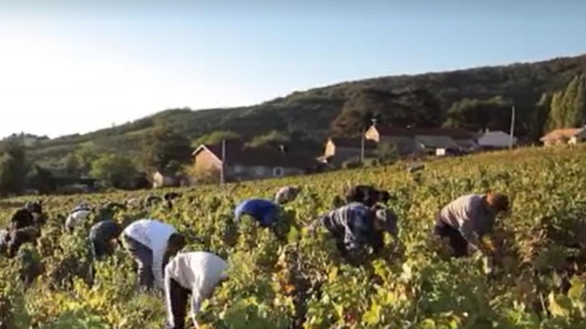 criza-de-culegatori-de-struguri-in-romania--ofertele-de-munca-din-germania-sau-italia--mult-mai-tentante-pentru-romani