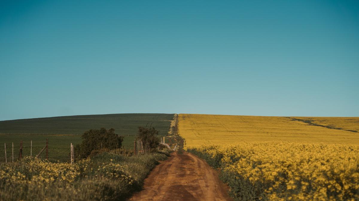 camp-cannabis-marijuana