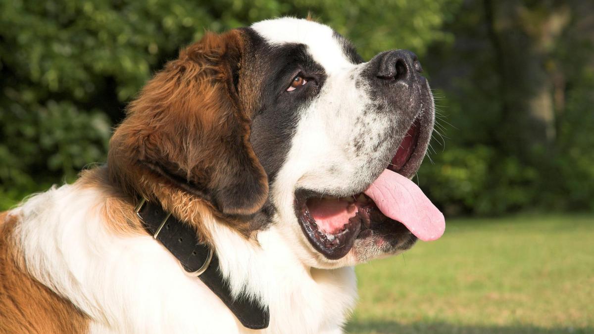 saint-bernard-1040957_1920