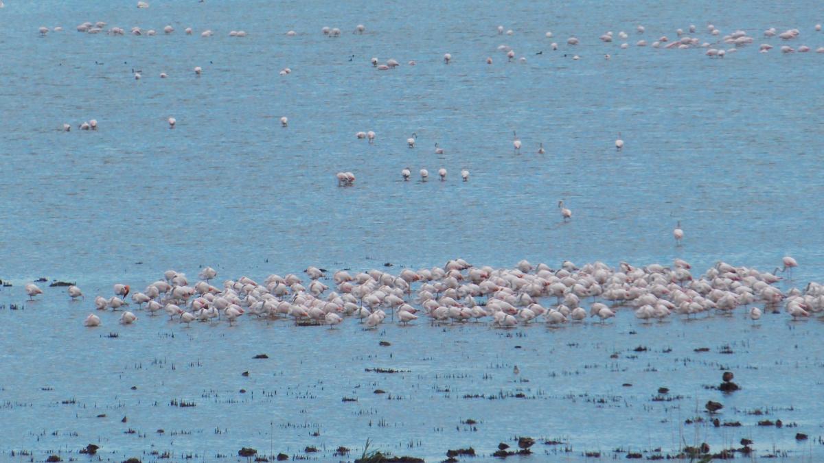 pasari-flamingo-delta-dunarii